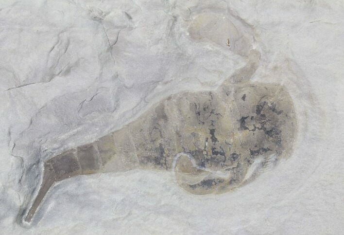 Eurypterus (Sea Scorpion) Fossil - New York #86788
